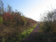 Chemin de friche Chemin de friche