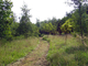 Chemin dans prairie Chemin dans prairie