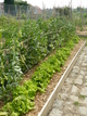 Jardins potager à Roubaix Jardins potager à Roubaix