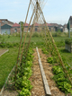 Jardins potager à Roubaix Jardins potager à Roubaix