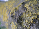 Lichens Lichens