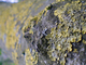 Lichens