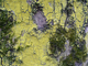 Mousse et lichens Mousse et lichens