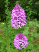 Orchis pyramidale Orchis pyramidale