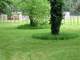 Pieds d’arbres en gestion différenciée dans un parc urbain Pieds d’arbres en gestion différenciée dans un parc urbain