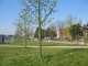 Pied d’arbre en gestion différenciée à Grande-Synthe Pied d’arbre en gestion différenciée à Grande-Synthe
