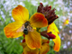 Giroflée et pollinisateurs Giroflée et pollinisateurs