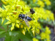Pollinisateurs sur sédums Pollinisateurs sur sédums