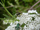 Pollinisateurs sur ombellifères