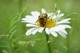 Grande marguerite et pollinisateur Grande marguerite et pollinisateur