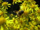 Pollinisateurs sur Milpertuis Pollinisateurs sur Milpertuis