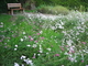 Prairie fleurie à Bailleul Prairie fleurie à Bailleul