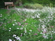 Prairie fleurie à Bailleul