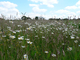 Prairie fleurie dans le Kent