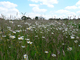 Prairie fleurie dans le Kent Prairie fleurie dans le Kent