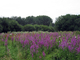 Prairie naturelle à Beauvais