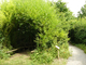 Saule tressé pour aménagement urbain Saule tressé pour aménagement urbain