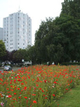 Semis de prairie fleurie à Lens Semis de prairie fleurie à Lens