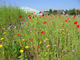 Semis de prairie fleurie