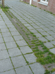 Joints de pavés végétalisés Joints de pavés végétalisés