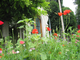 Prairie fleurie en ville Prairie fleurie en ville