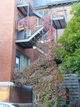 Ville végétalisée à Montréal Ville végétalisée à Montréal