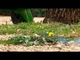 La Ville de Niort agit pour restaurer la biodiversité Thumbnail